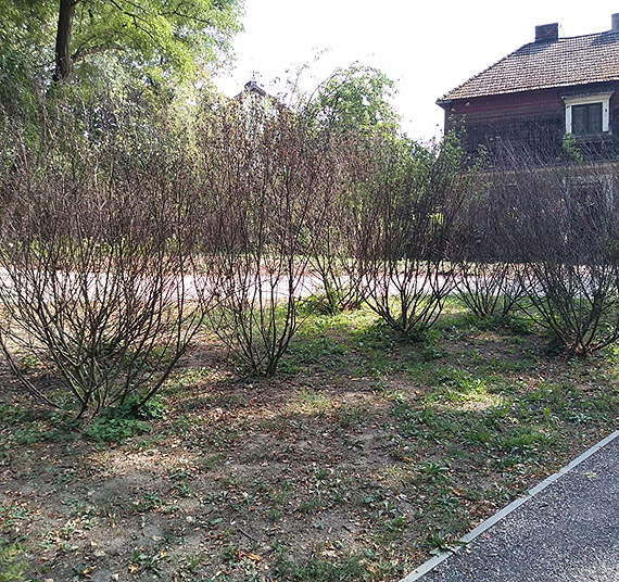 Usychaj� nowo posadzone drzewa w Parku Jana Paw�a II!!!