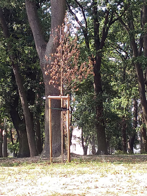 Usychaj� nowo posadzone drzewa w Parku Jana Paw�a II!!!