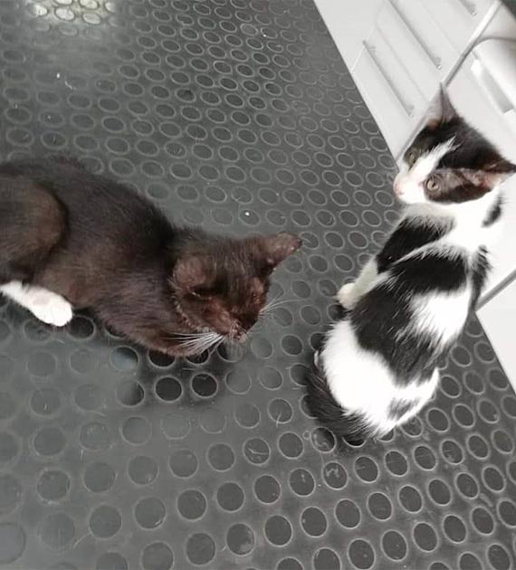 Na Ratunek Fundacji, grzybica wyleczona - d�ugi pozosta�y!