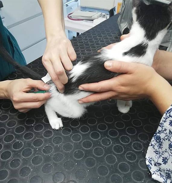 Na Ratunek Fundacji, grzybica wyleczona - d�ugi pozosta�y!