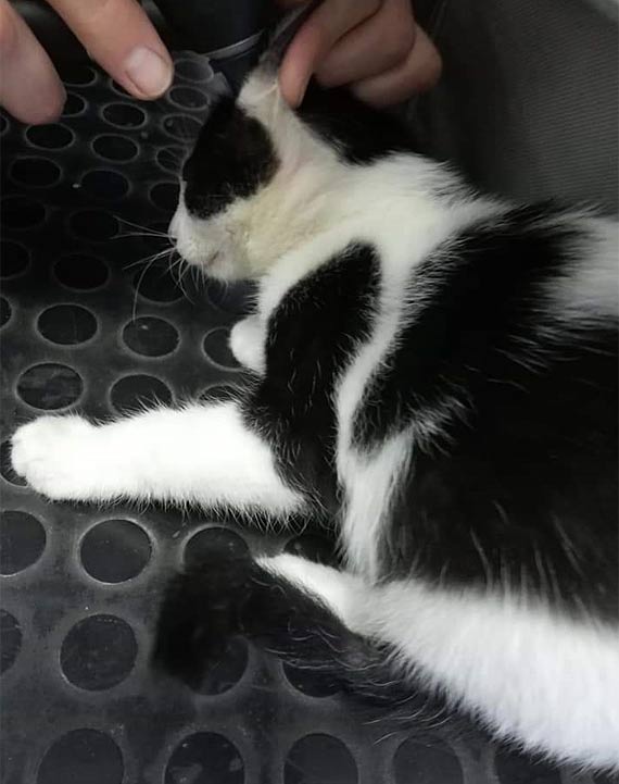 Na Ratunek Fundacji, grzybica wyleczona - d�ugi pozosta�y!