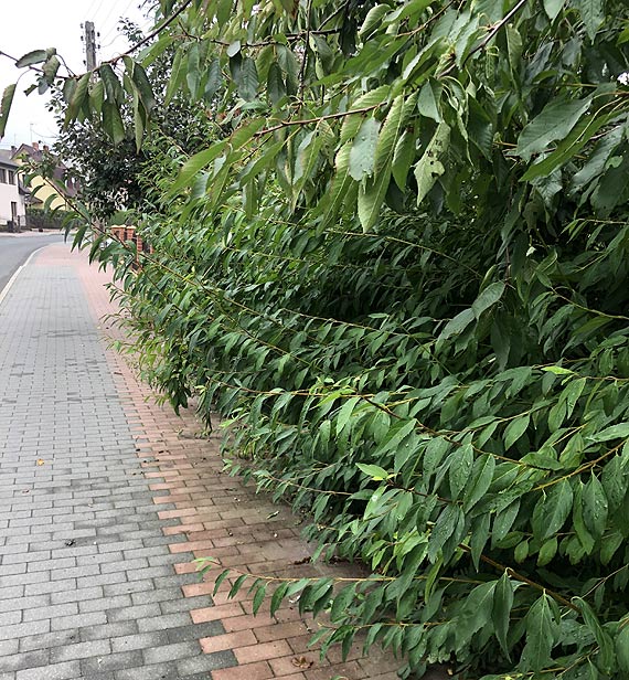 Czytelniczka: �cie�ka rowerowa i chodnik s� nie do u�ytku