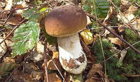 Trasa przewoz�w na Wyjazdowe Grzybobranie