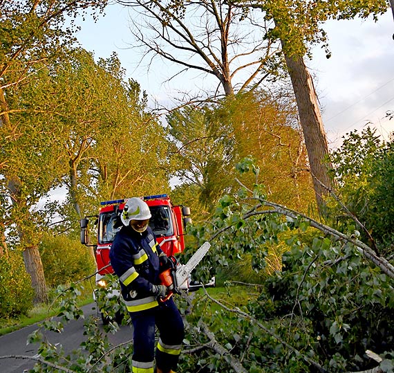Niebezpieczne zapomniane topole