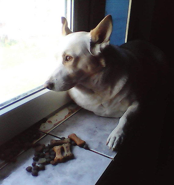 Suczka Sonia straci�a opiekunk� i dom - kto j� przygarnie?