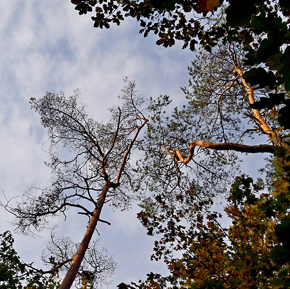 Drzewa schn� na pot�g�