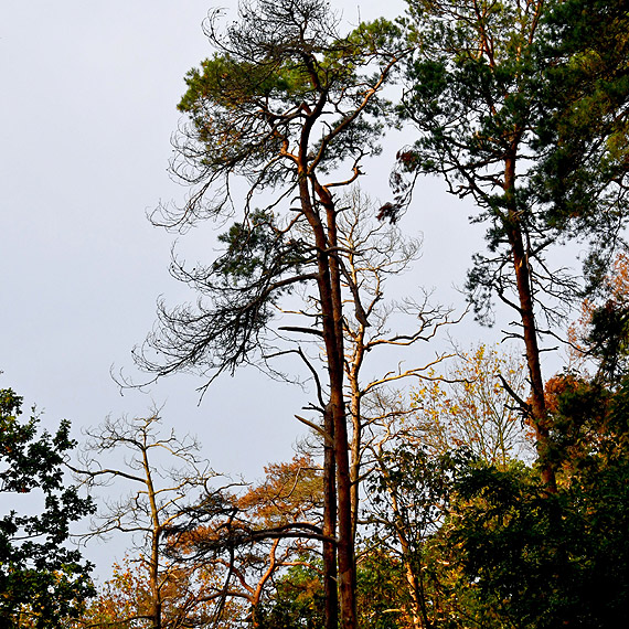 Drzewa schn� na pot�g�