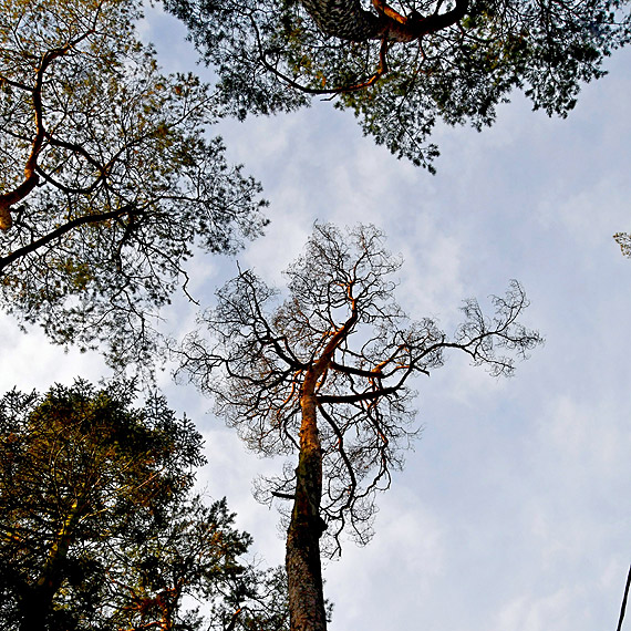 Drzewa schn� na pot�g�