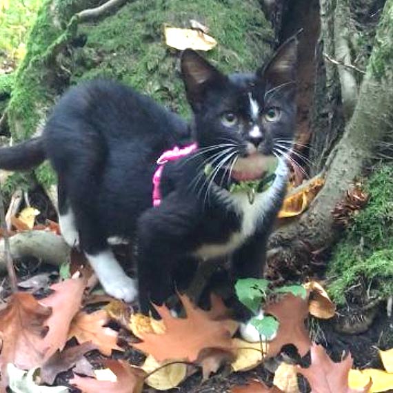 Znajdźmy nowy dom dla małej kotki!