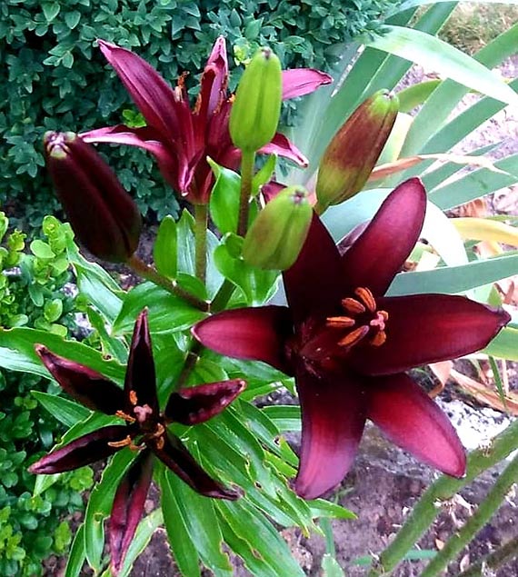 Dzie Pracownika Socjalnego 2019 r.