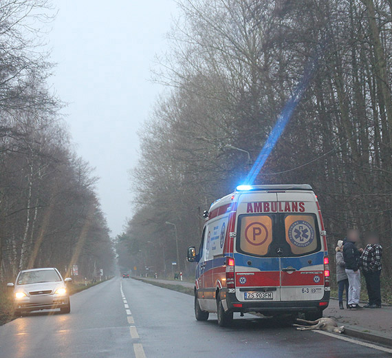 Sarna wpada pod koa w Midzywodziu