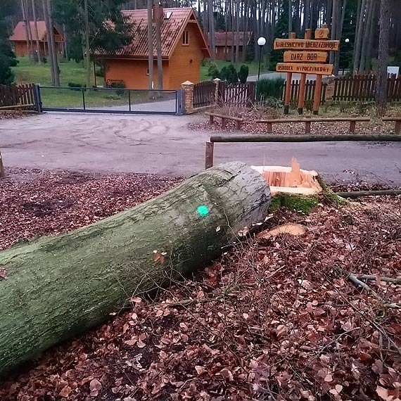 Masowa zag�ada buk�w w Mi�dzyzdrojach