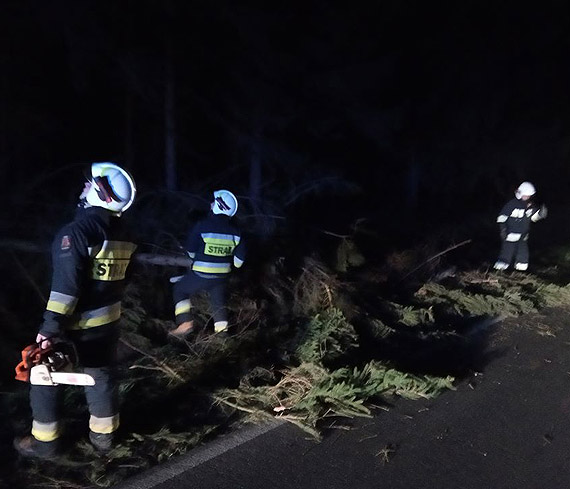 Powalone drzewo na drodze wojewdzkiej nr 106 w kierunku Kamienia Pomorskiego