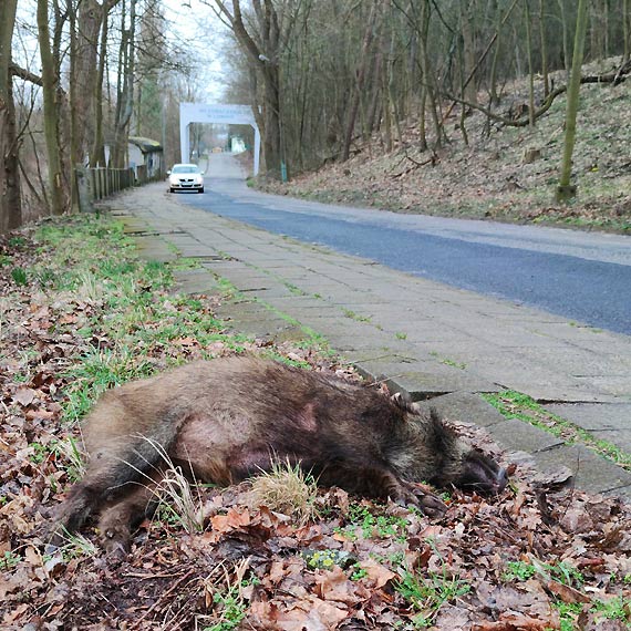 Seryjne kolizje z dzikami