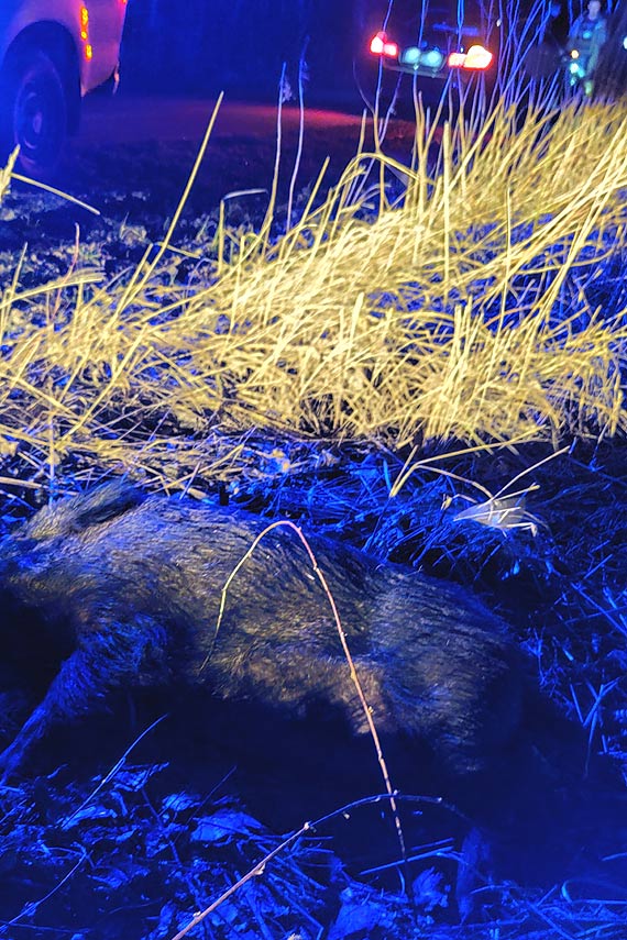 Seryjne kolizje z dzikami