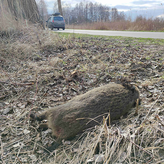 Seryjne kolizje z dzikami
