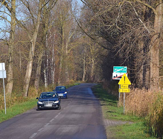Burmistrz Międzyzdrojów szuka chętnych do wycięcia topoli