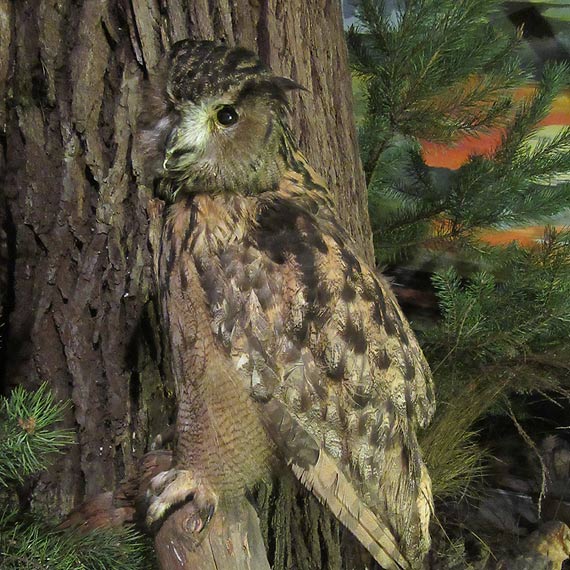 Muzeum Przyrodnicze Woli�skiego Parku Narodowego jest ju� czynne!