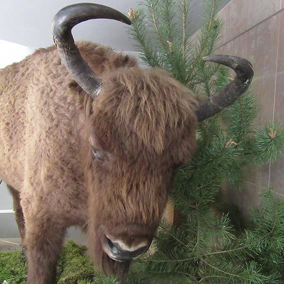 Muzeum Przyrodnicze Woli�skiego Parku Narodowego jest ju� czynne!