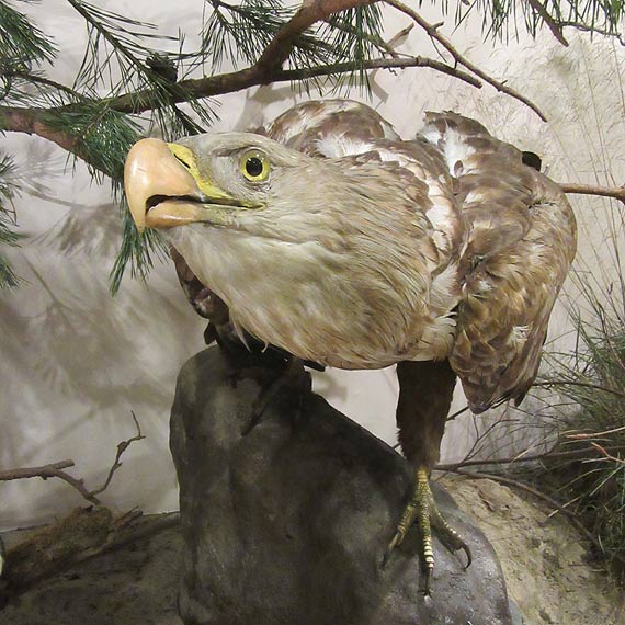 Muzeum Przyrodnicze Woli�skiego Parku Narodowego jest ju� czynne!