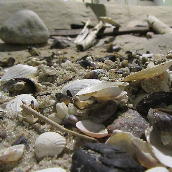 Muzeum Przyrodnicze Woli�skiego Parku Narodowego jest ju� czynne!