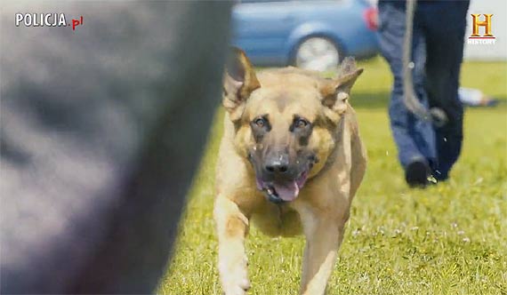 Na czym polega suba psa w Policji?