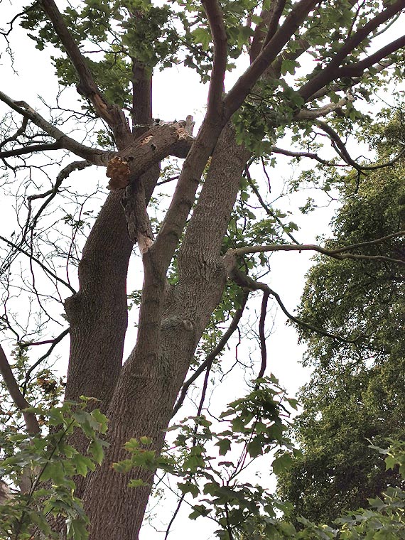 Mieszka�cy Kamienia Pomorskiego - uwa�ajcie!