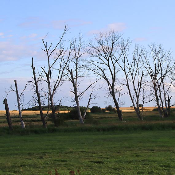 Suche drzewa nad wodą. Zgadnijcie, czyja to robota