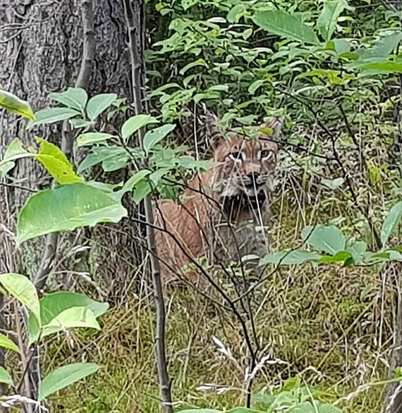 Rysie polubiy bierzwnickie lasy