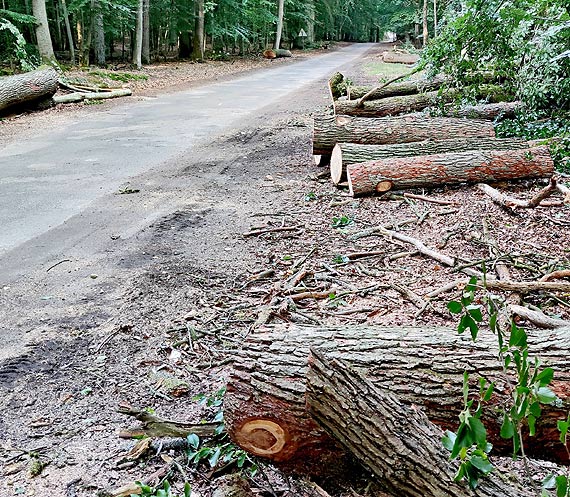 Pikna i bezpieczna droga z Wapnicy przez las do DK3