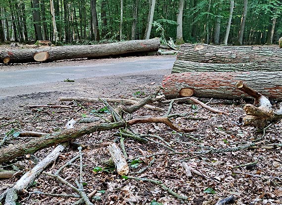 Pi�kna i bezpieczna droga z Wapnicy przez las do DK3