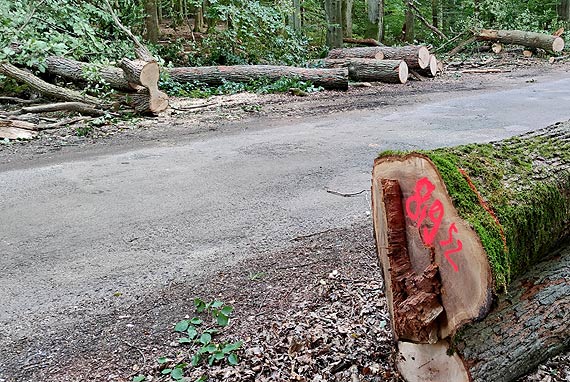 Pi�kna i bezpieczna droga z Wapnicy przez las do DK3