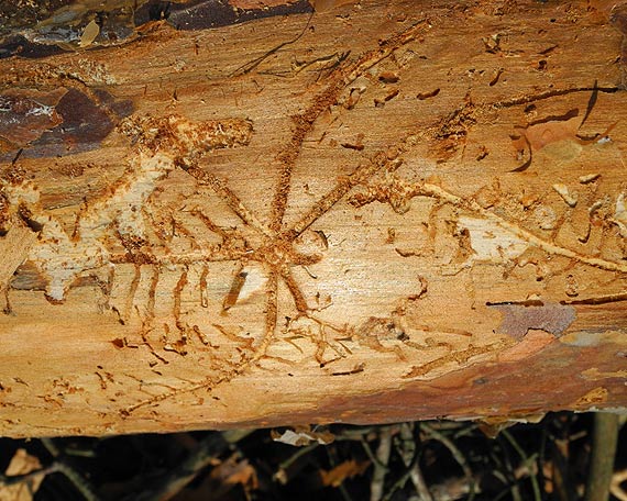 Szczeciscy lenicy zainwentaryzowali posusz