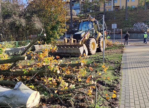 Usuwaj niebezpieczne drzewa w Midzyzdrojach