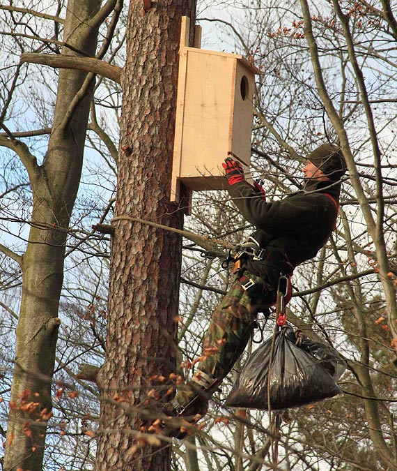  Sprztanie i wywieszanie skrzynek lgowych dla ptakw i nietoperzy na terenie RDLP w Szczecinie