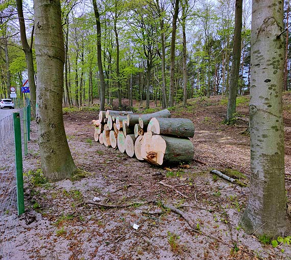 Wycinka drzew w morskim pasie technicznym przy ul. Gryfa Pomorskiego las