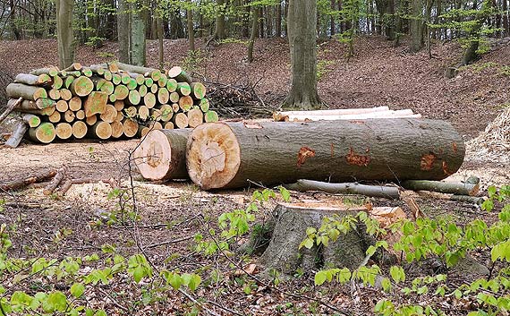 Wycinka drzew w morskim pasie technicznym przy ul. Gryfa Pomorskiego las