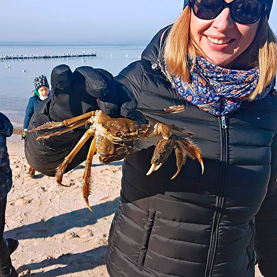 Dobra nowina. Batyk coraz czyciejszy? Trwa ekspansja krabw!