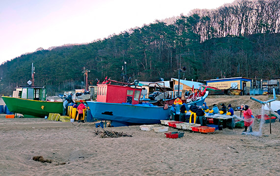 Dobra nowina. Ba�tyk coraz czy�ciejszy? Trwa ekspansja krab�w!