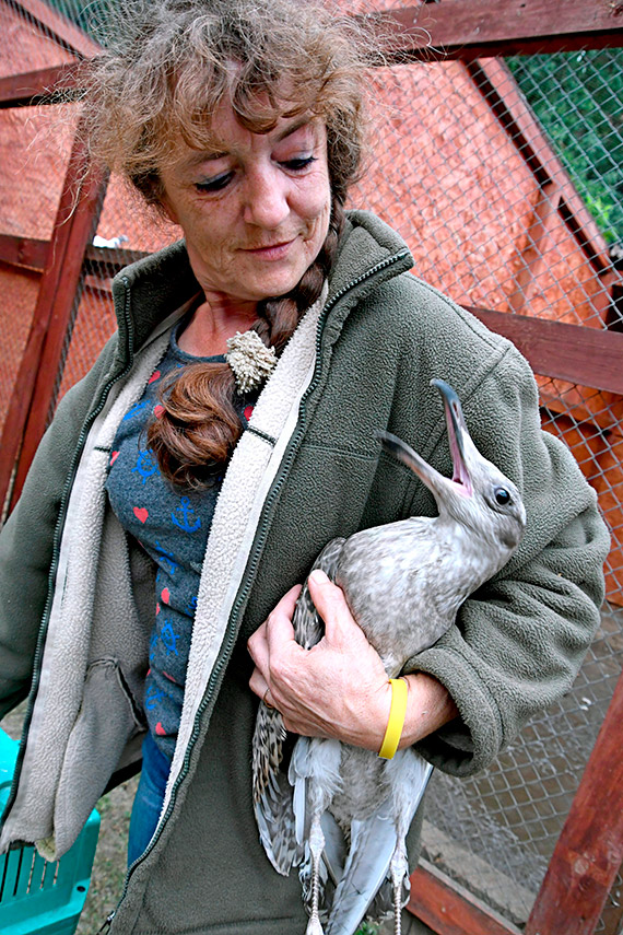 O�rodek Rehabilitacji dla Dzikich Zwierz�t w Warnowie wznawia dzia�alno��