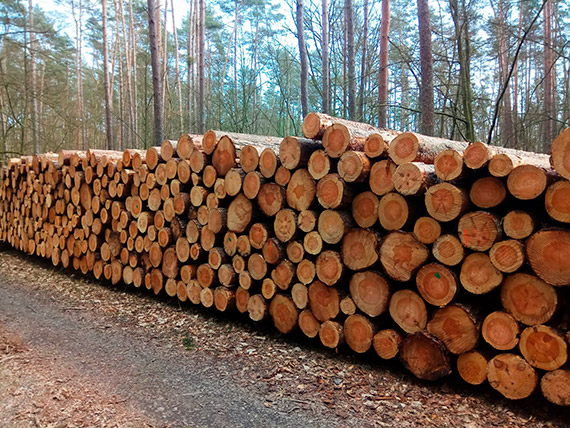 Dlaczego wycinaj drzewa na terenie WPN? Mamy stanowisko dyrekcji