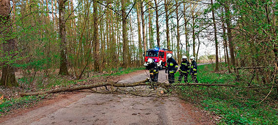 Drzewo spado na drog powiatow Rozwarowo - Dusin