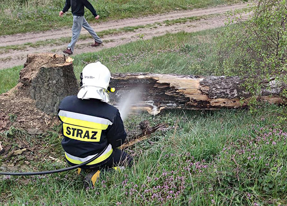 W wierznie palio si drzewo. W akcji ganiczej brali udzia straacy - ochotnicy