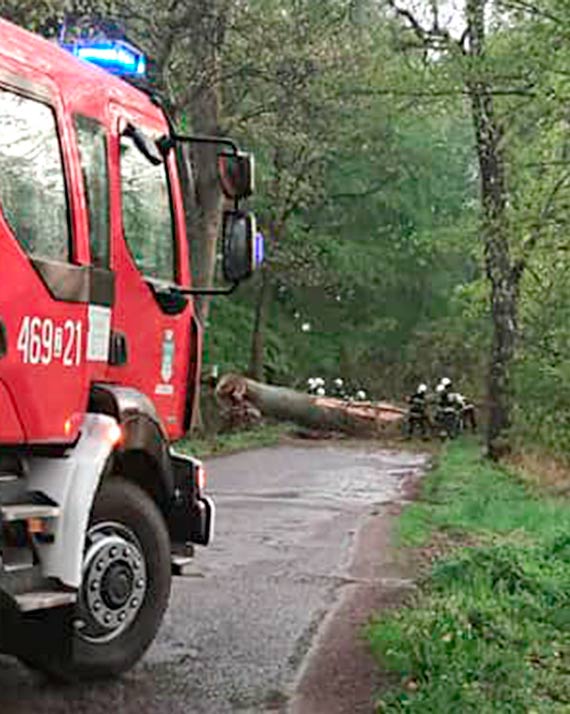 Burza da�a o sobie zna�. W Benicach piorun uderzy� w drzewo