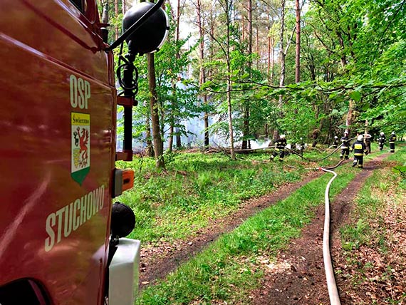 Poar lasu pomidzy miejscowociami Starza - Kale