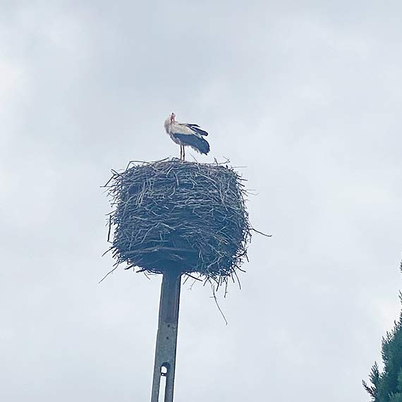 Bocian�w systematycznie ubywa w Polsce. Ten widok z Baczys�awia przywraca nadziej� zwolennikom tych ptak�w!