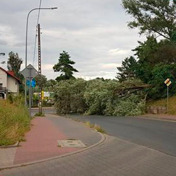 W Kamieniu Pomorskim drzewo spado na ulic 