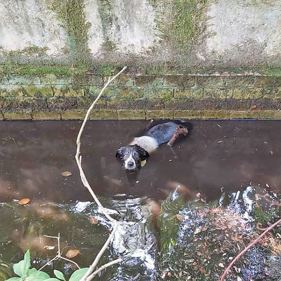 Pies utkn w niezabezpieczonym zbiorniku wodnym. ycie zawdzicza straakom