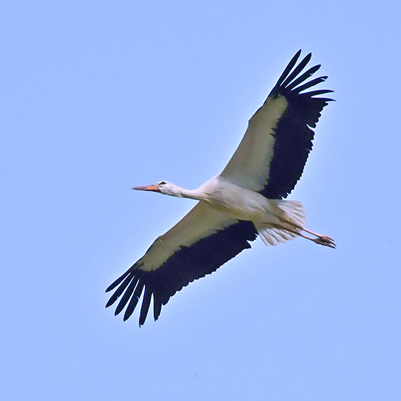 Dzieło Piotra Barańskiego kontynuuje jego żona. I może się pochwalić pierwszymi wielkimi sukcesami!