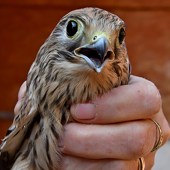 Dzieło Piotra Barańskiego kontynuuje jego żona. I może się pochwalić pierwszymi wielkimi sukcesami!
